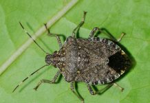 Chinches asiáticas invasoras detectadas en Esplugues